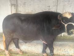 heavy bull weight 11 man