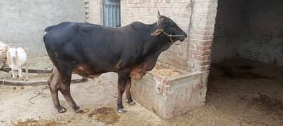 Sahiwal
