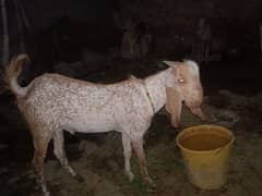 Beautiful Goat   Available for sale