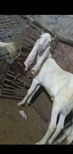 bakra chatra sheep goat
