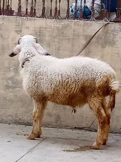 Dumby 2 for sale