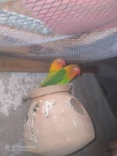 breeder pair