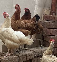 5 murgua oer 1 murga ha