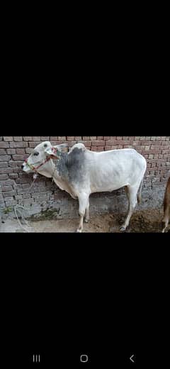 Donda janwar white color