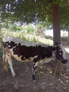 Bachre