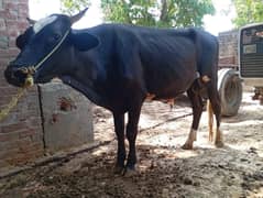 EiD k lea Qurbani