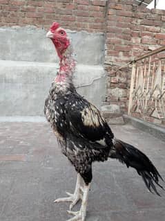 long hight male. . . 1 ankh se km nzr ata h. . . healthy active h. . .
