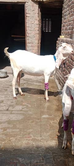 Qurbani k Lia Rajan puri