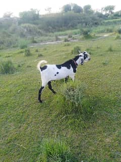 BAI GAR KA DESI BAKRA HA DESI BAKRA NUMBER 03175401093 PA CONTACT KERA