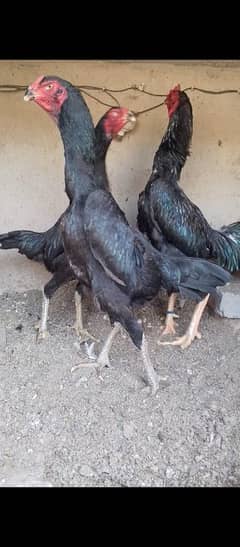 japanese shamo female