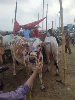 bachhiya