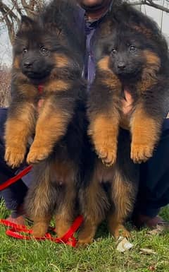 German shepherd puppies My WhatsApp No 0323<871>41×35