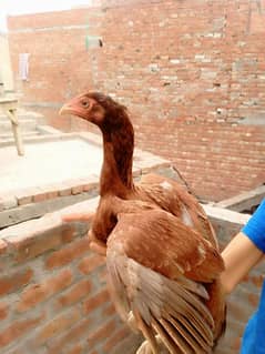 orange hen