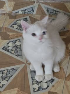 Persian cats kitten pair Age 4 months vaccinated comes with cage