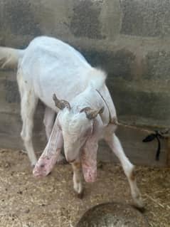 Bakray for sale each 38000 only
