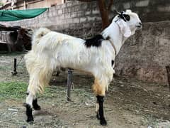 White bakra with black dots