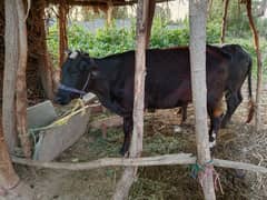 Young Cow (Heifer)