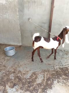 qurbani