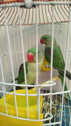 talking parrot pthy pair available