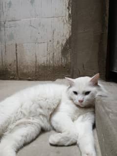 PERSIAN BREED 100% PURE, POTTY TRAINING, FULL ACTIVE AND PLAYFUL