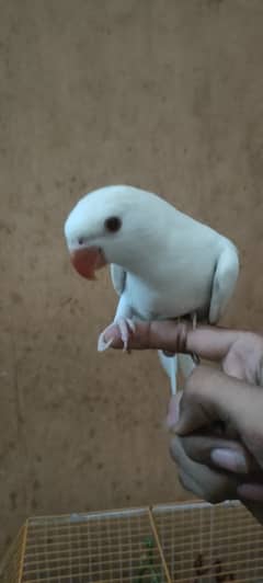 Ring neck white hand tame