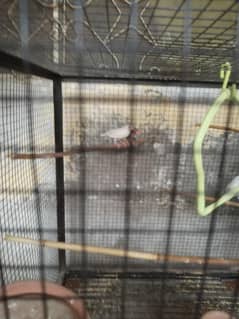 Australian Parrots  With Cage