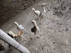 High-Quality Hen Chicks for Sale – Pair Only Rs. 5000