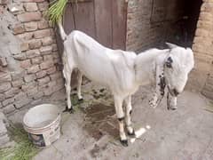 Bakkra