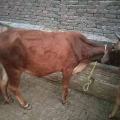 cow