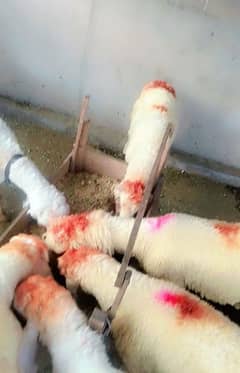 Qurbani