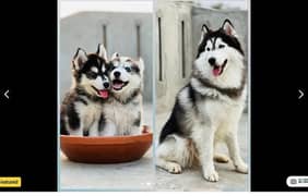 Siberian Husky Puppies availabe for Sale