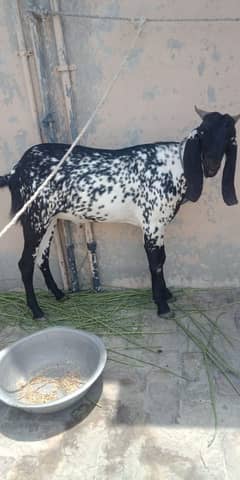 Donda Bakra