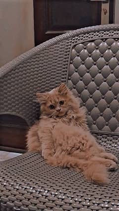 Persian Cat