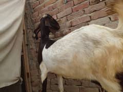 Bakra for sale