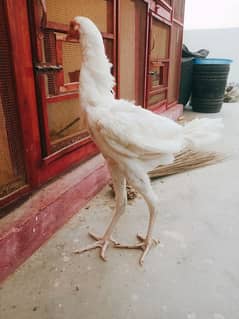 Heera Shamo Cross