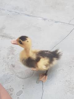 duck