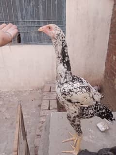 Cheena