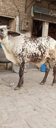 Bachra for qurbani