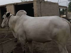 Beautiful white Ox for sale