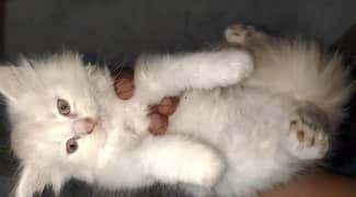 white male female kitten pairs available