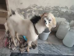 donda bakra for qurbani for sale