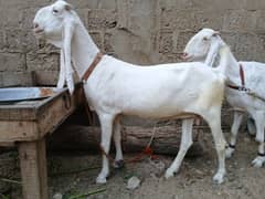 GULABI