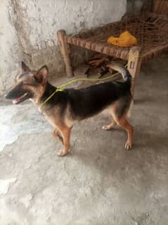 German shepherd