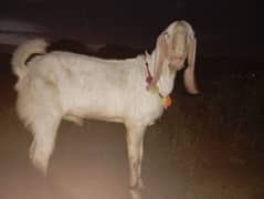 bakra
