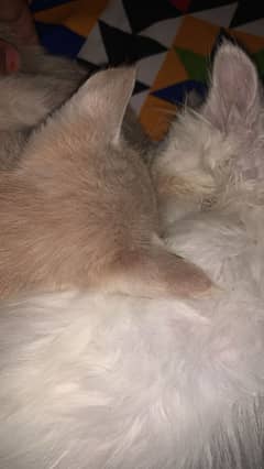 URGENT SALE KITTENS