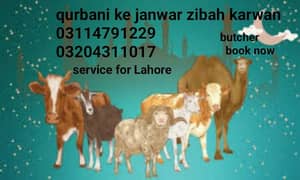 book butcher  now