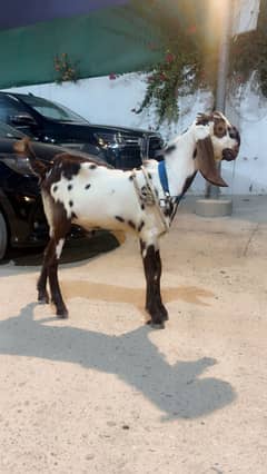 2 dant andu bakra for sale (goat)