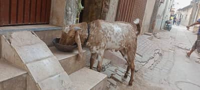 for sale goat