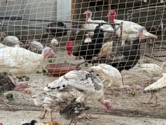 Turkey chicks available 3 months old