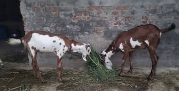 Desi
